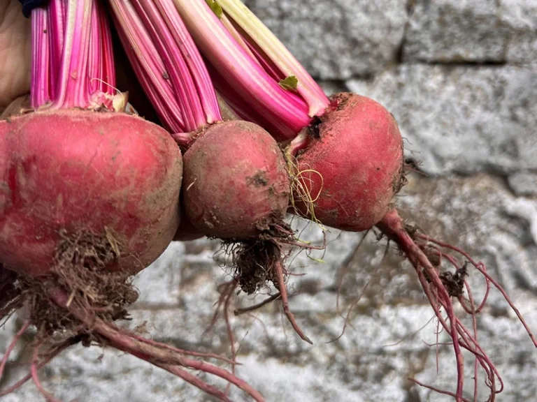 2025-01-10_11-32-17_1736508754